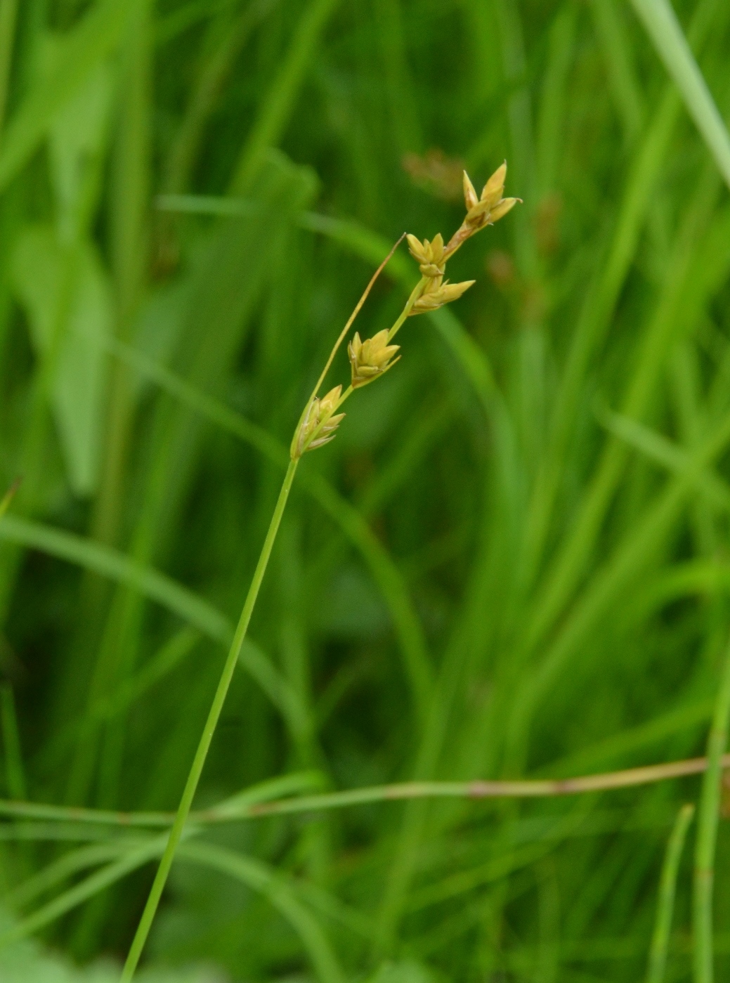 Изображение особи Carex diastena.
