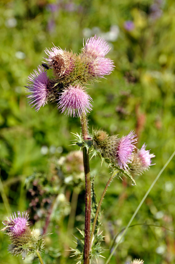 Изображение особи Cirsium polyacanthum.