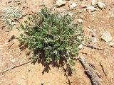 Lithodora hispidula