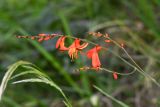 Crocosmia × crocosmiiflora. Соцветие. Перу, регион Куско, провинция Урубамба, окр. г. Machu Picchu, обочина дороги к археологическому комплексу. 16.10.2019.