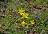 Tulipa biebersteiniana