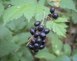 Actaea spicata