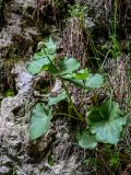 Valeriana alliariifolia. Расцветающее растение. Дагестан, Гунибский р-н, Карадахская теснина, у подножия скалы. 02.05.2022.
