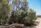 Casuarina equisetifolia