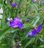 genus Tradescantia