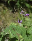 Prenanthes purpurea