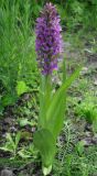 Dactylorhiza incarnata