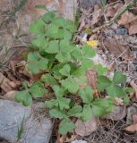 genus Oxalis