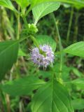 Mentha arvensis