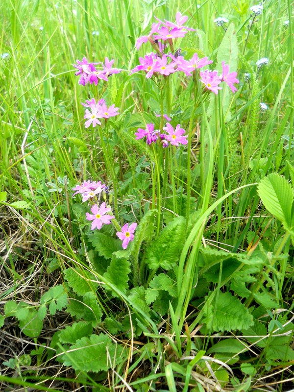 Изображение особи Primula cortusoides.