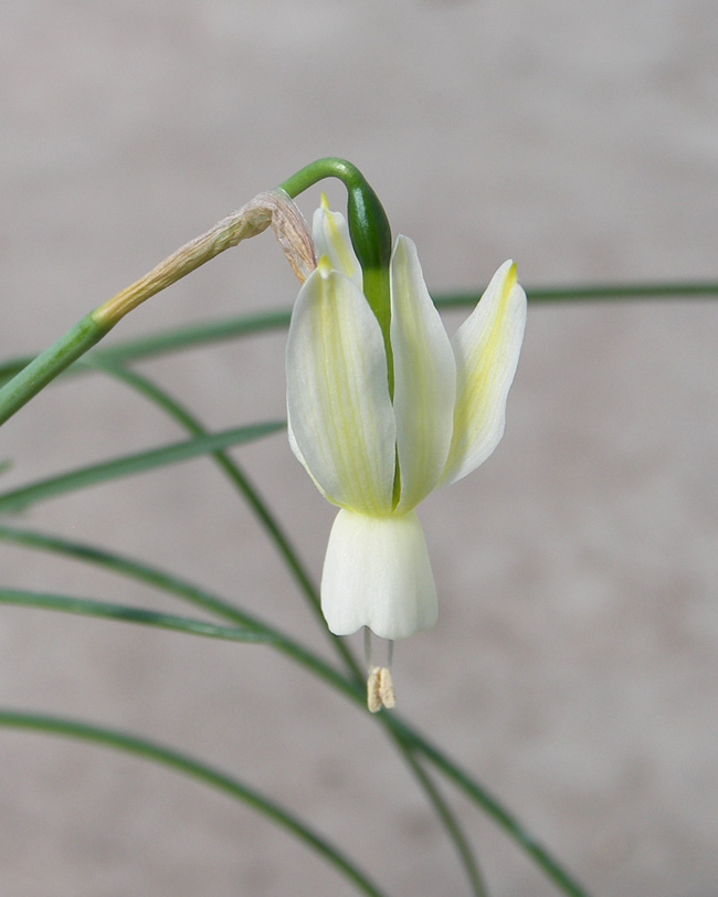 Изображение особи Narcissus triandrus var. alejandrei.
