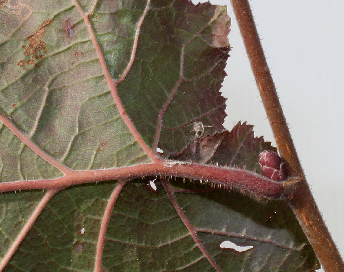 Изображение особи Corylus avellana.