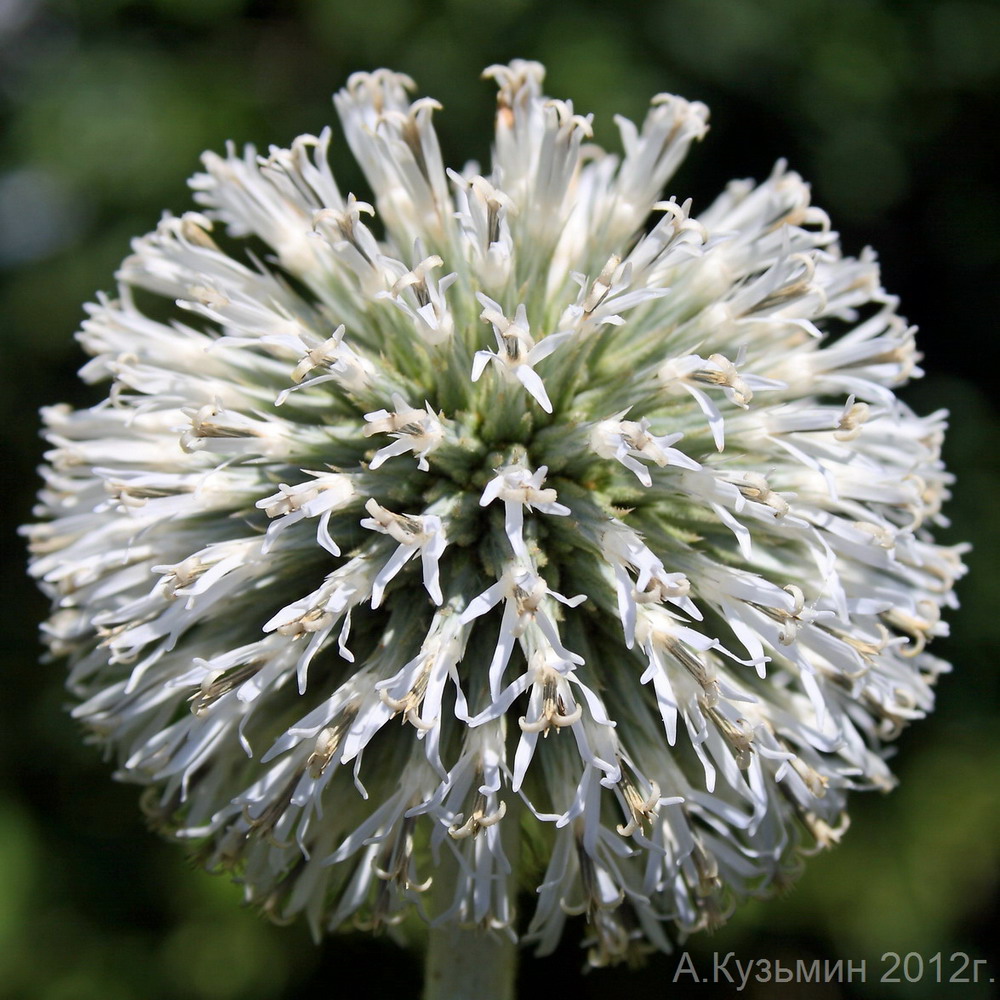 Изображение особи Echinops sphaerocephalus.