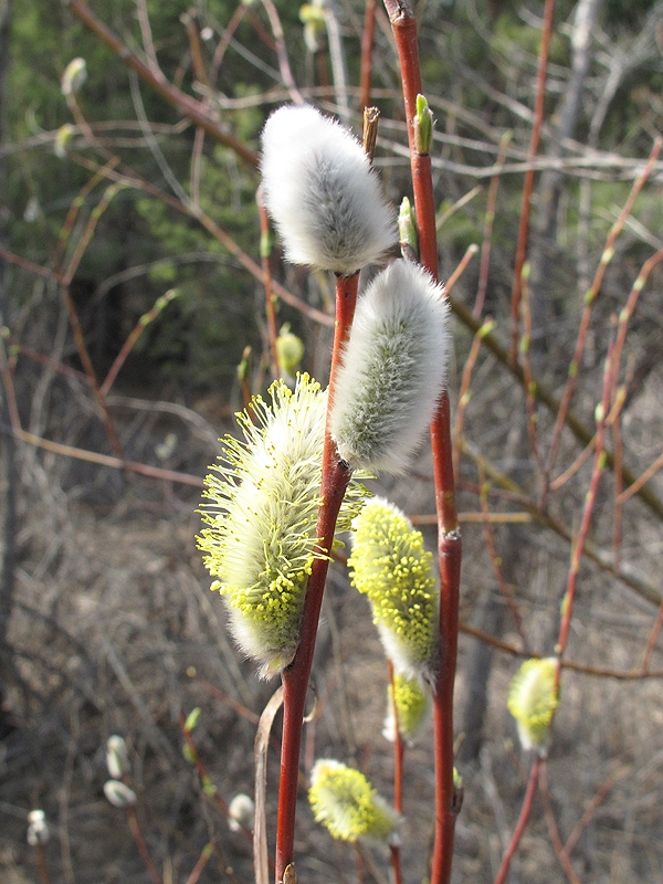 Image of Salix acutifolia specimen.