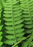 Athyrium monomachii