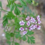 Torilis trichosperma. Соцветие и часть листа. Израиль, Северный Негев, лес Лаав. 05.03.2013.