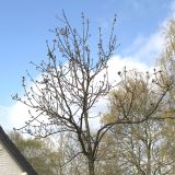 Fraxinus ornus. Крона одиннадцатилетнего дерева, выходящего из состояния зимнего покоя. Германия, г. Кемпен, в озеленении улицы. 19.04.2013.