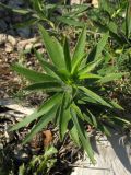 Inula ensifolia