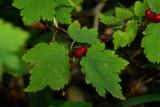 Ribes maximoviczianum