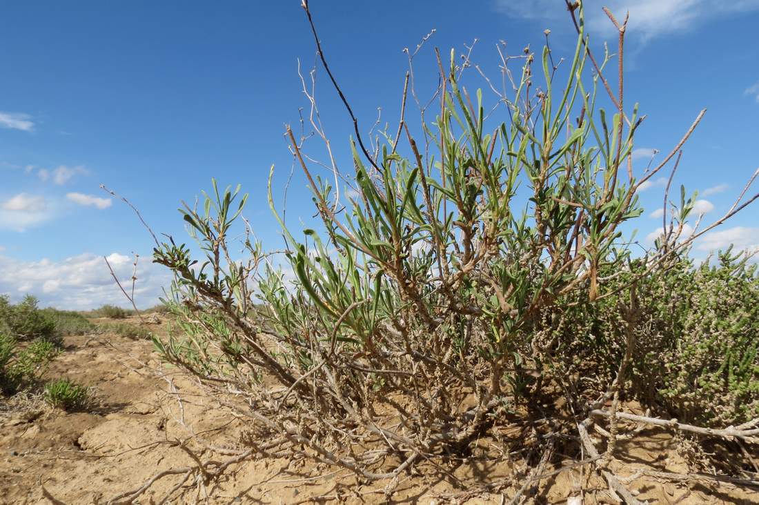 Image of Limonium suffruticosum specimen.