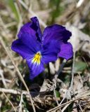 Viola oreades. Цветок. Краснодарский край, плато Лагонаки. 28.04.2013.