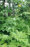 Crepis sibirica. Цветущее растение (на переднем плане - вайи Pteridium). Башкирия, Бурзянский р-н, заповедник Шульган-таш. 15.07.2008.