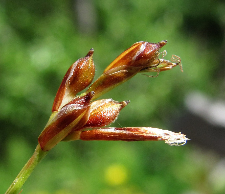 Изображение особи Carex ornithopoda.