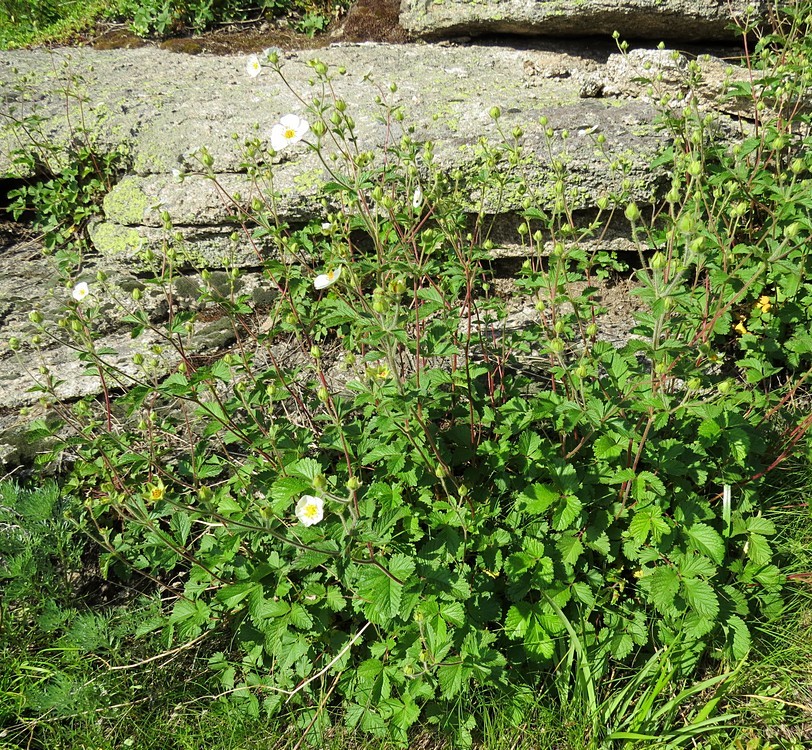 Изображение особи Potentilla rupestris.