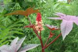 Ricinus communis. Верхушка побега с соцветием. Восточный Казахстан, г. Усть-Каменогорск, в культуре. 29.07.2012.