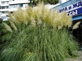 Cortaderia selloana