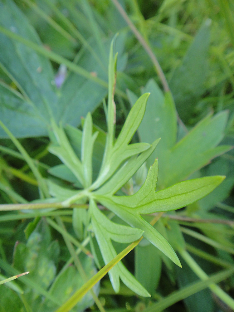 Изображение особи Aconitum baicalense.