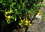 Jasminum floridum