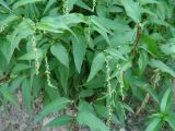 Persicaria hydropiper. Верхушки побегов с соцветиями. Иркутская обл., Иркутский р-н, окр. пос. Большая Речка. 28.07.2014.