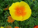 Eschscholzia californica