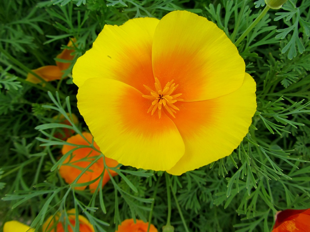 Изображение особи Eschscholzia californica.