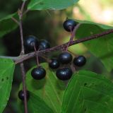 Frangula alnus