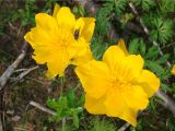 Trollius sibiricus