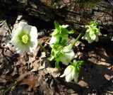 Helleborus caucasicus