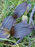 Cypripedium guttatum