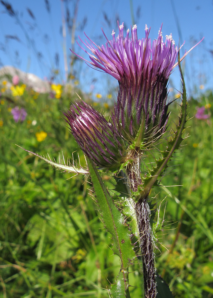 Изображение особи Cirsium simplex.