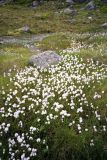 Eriophorum angustifolium. Плодоносящие растения. Кольский п-ов, Восточный Мурман, окр. Дальние Зеленцы. Август 2005 г.