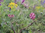 Astragalus cornutus. Верхушка растения с соцветиями. Украина, Днепропетровская обл., Криворожский р-н, окр. с. Широкое, склон балки. 08.06.2016.