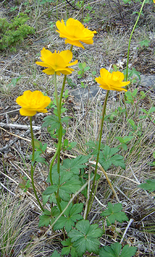 Изображение особи Trollius kytmanovii.