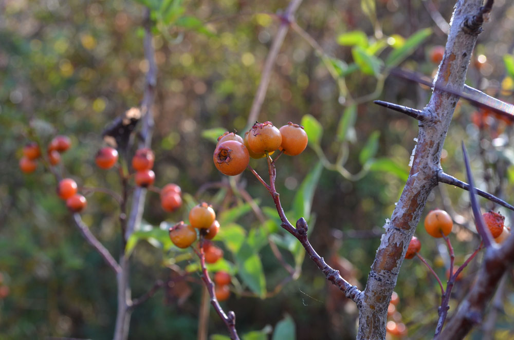 Изображение особи Crataegus knorringiana.