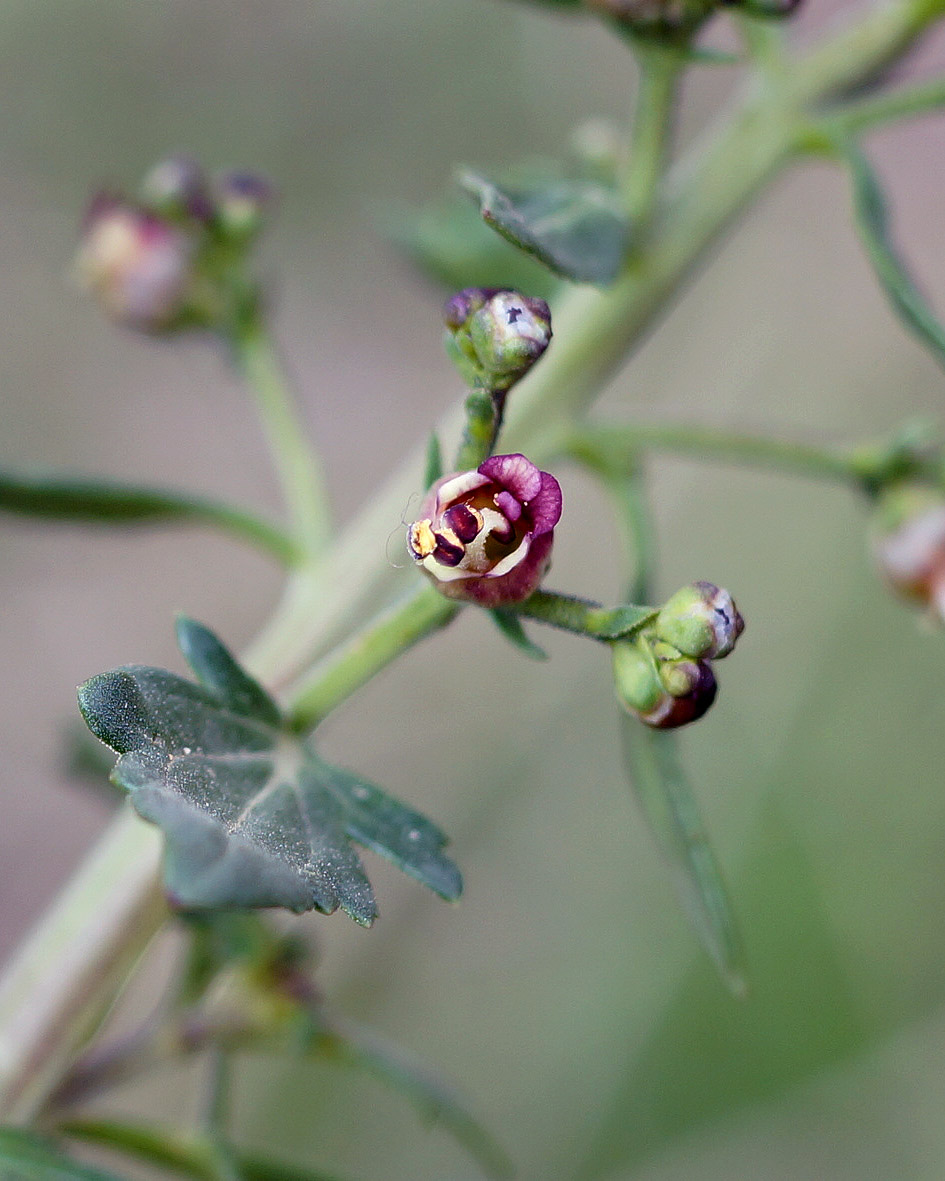 Изображение особи Scrophularia rostrata.