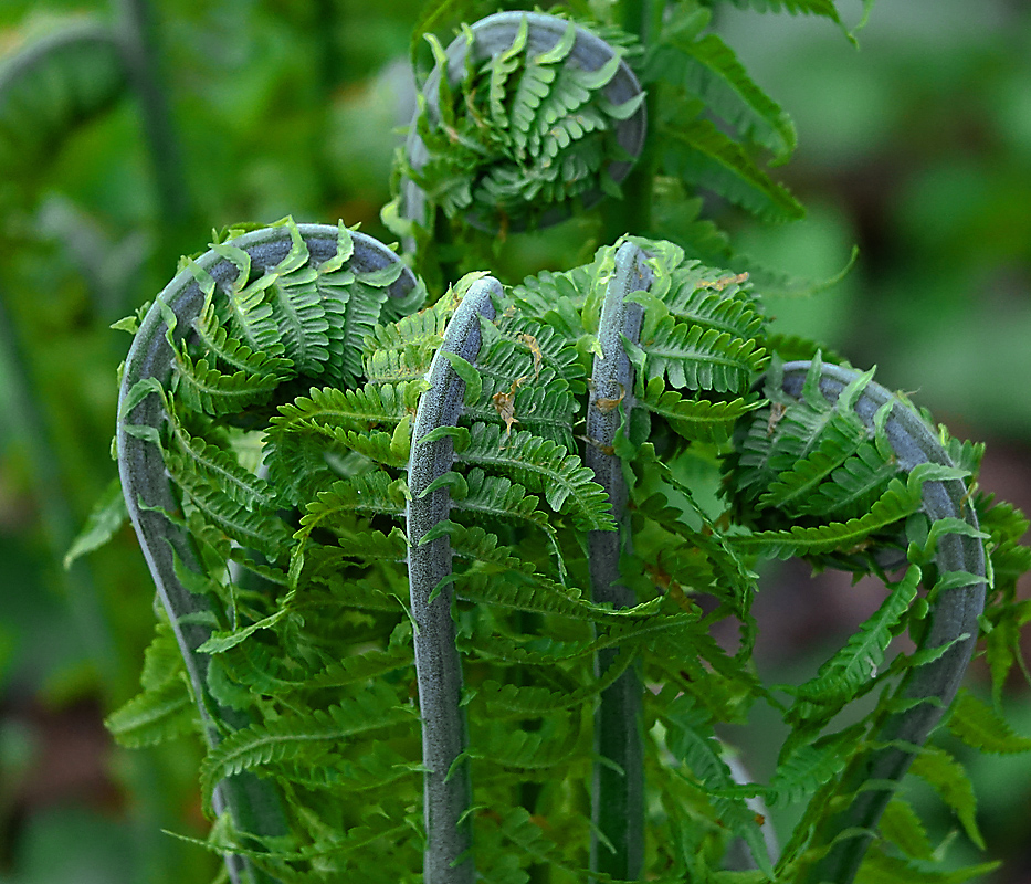 Изображение особи Matteuccia struthiopteris.