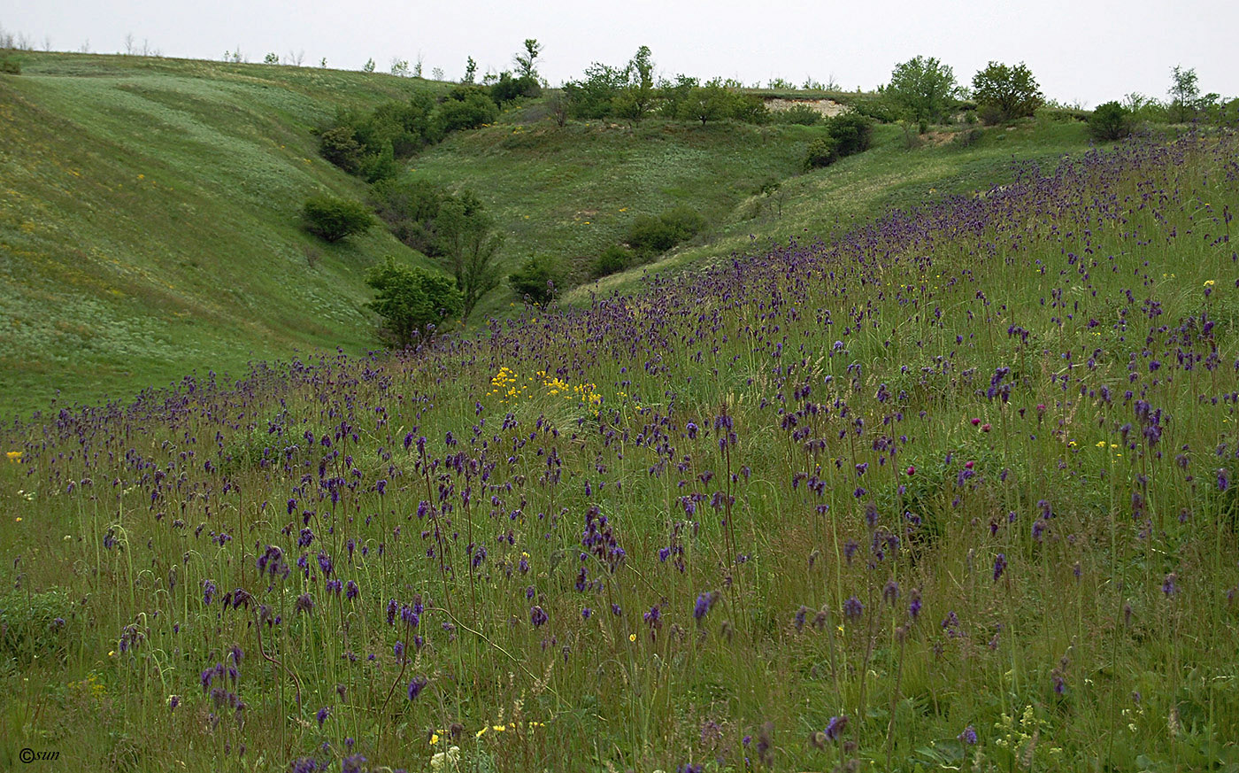 Изображение особи Salvia nutans.