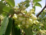 Arbutus andrachne