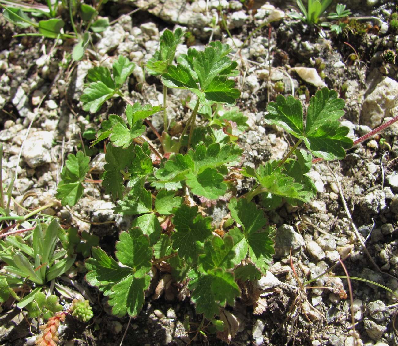 Изображение особи Potentilla gelida.