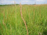 Triglochin maritima